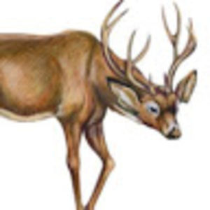 Meet your Posher, Grayson